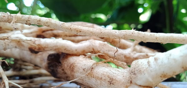 Close-up of mushrooms on tree trunk in forest