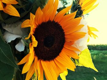 Close-up of fresh sunflower blooming outdoors