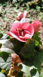 Close-up of pink flowers