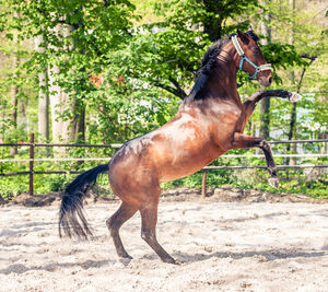 Horse on tree