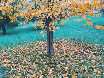 Close-up of dry autumn leaves on field