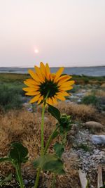 Close-up of yellow flower growing by sea against sky