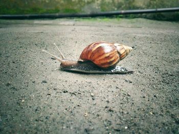 Close-up of snail on road