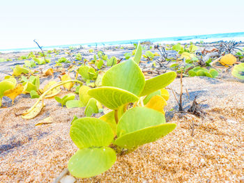 Close-up of plant on beach against clear sky