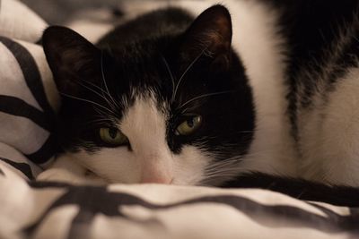 Close-up portrait of cat relaxing on bed at home