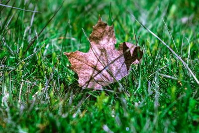 Close-up of dry maple leaf on grass