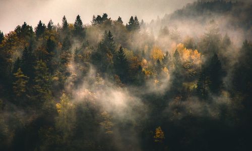 Trees in forest with mysterious mist