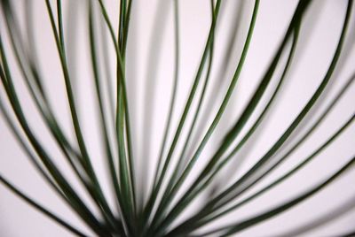 Full frame shot of palm leaf