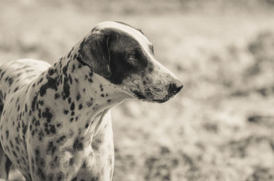 Close-up of a dog looking away