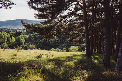 Trees in forest