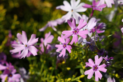 Close-up of pink flowering plants