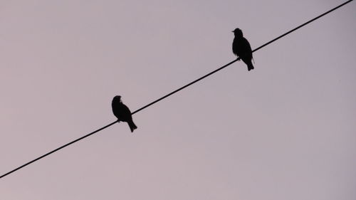 Low angle view of bird perching on cable