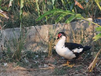 Bird perching on a field