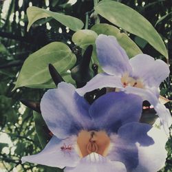 Close-up of flowers blooming on tree