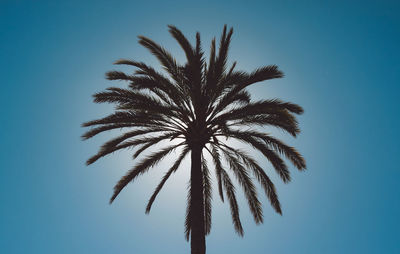 Low angle view of silhouette palm tree against clear blue sky