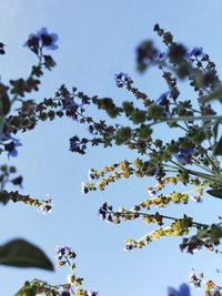 Low angle view of flowering tree against blue sky