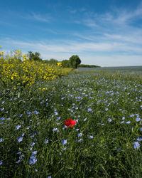 Scenic view of flowering plants on field against sky