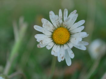 Close-up of white flower