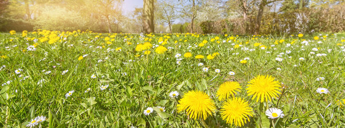 Yellow flowers growing on field