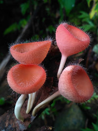 Close-up of mushroom growing on field