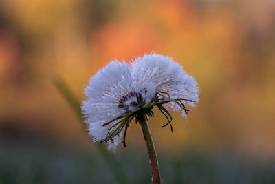 Close-up of purple flowering plant