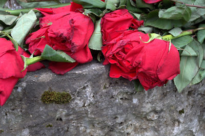 Close-up of red roses