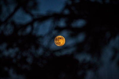 The moon through trees.