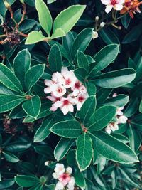 Close-up of white flowering plant