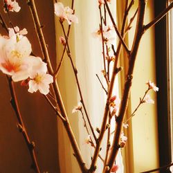 Close-up of white flowers on branch