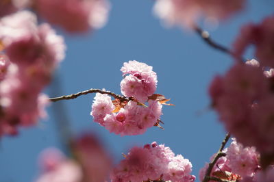 Close-up of pink flowers on branch