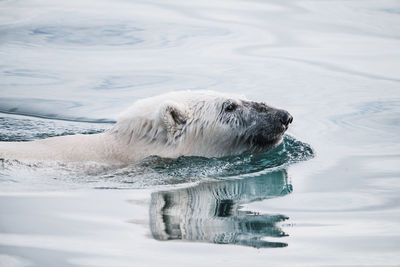 Polar bear swimming in sea