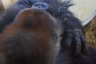 Close-up of a cat sleeping