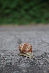 Close-up of snail on road