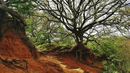 Close-up of tree against sky