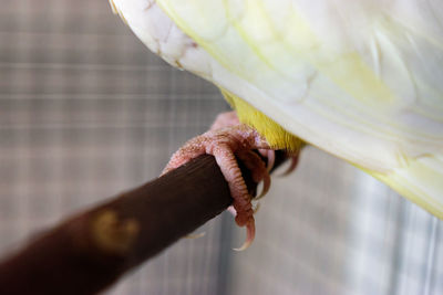 Close-up of a hand feeding a lizard