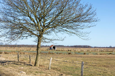 View of tree on field against sky