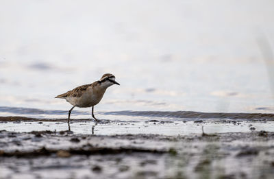 Bird perching on beach