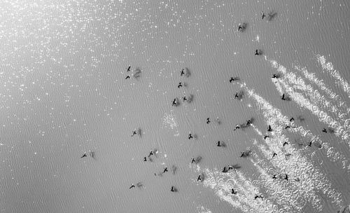 High angle view of birds on sand