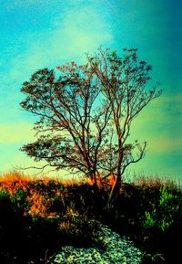 Bare trees against sky