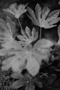 Close-up of flowering plant