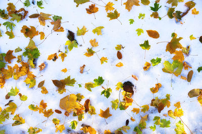 Red and yellow leaves lie on the white snow. flat early winter background