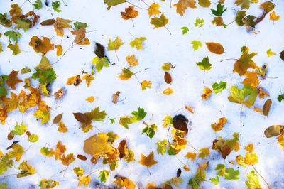 High angle view of autumn leaves on field