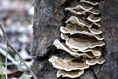 Close-up of mushrooms growing on tree trunk