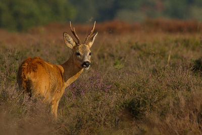 Portrait of roe deer standing on grassy field
