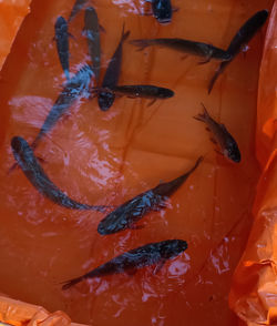 High angle view of koi carps swimming in water