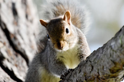 Close-up of squirrel