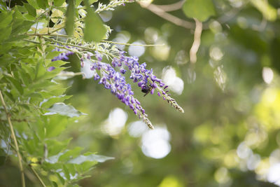 Close-up of purple flowering plant