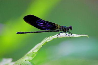 Close-up of damselfly on leaf