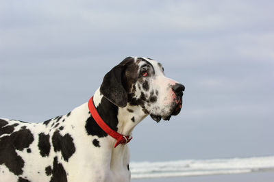 Close-up of dalmatian dog