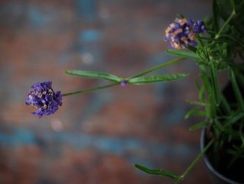 Close-up of purple flowering plant